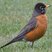American Robin